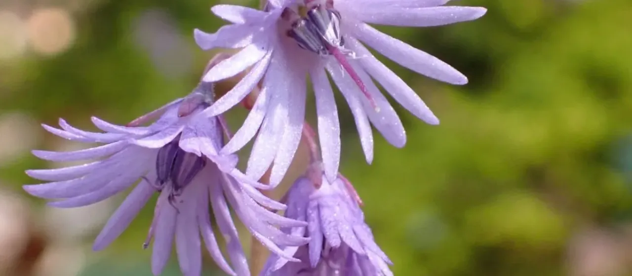 Soldanella