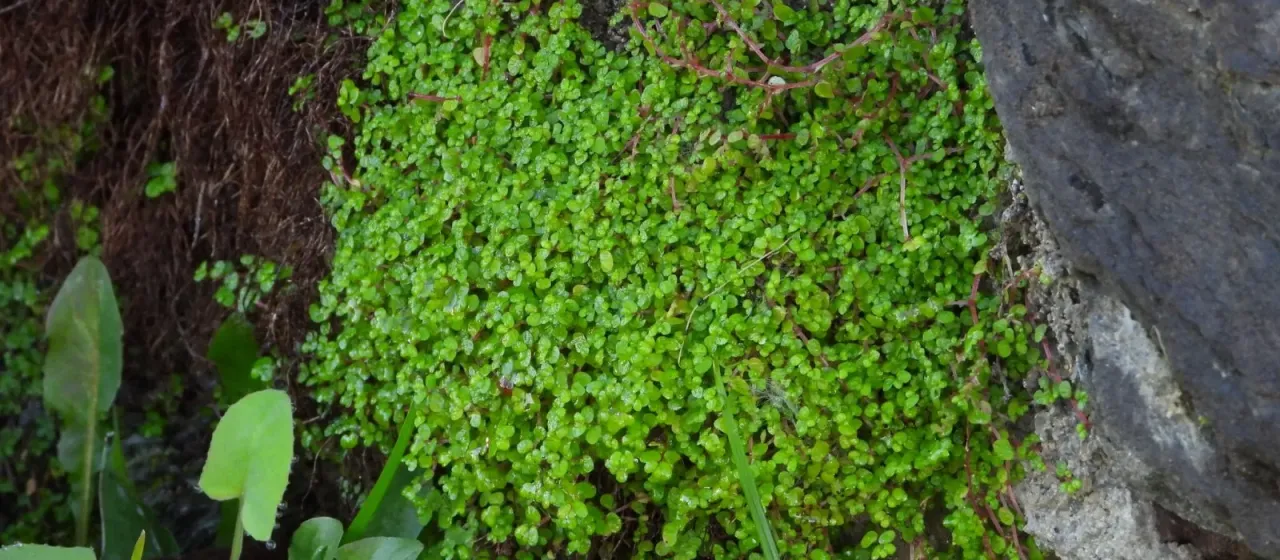 Soleirolia