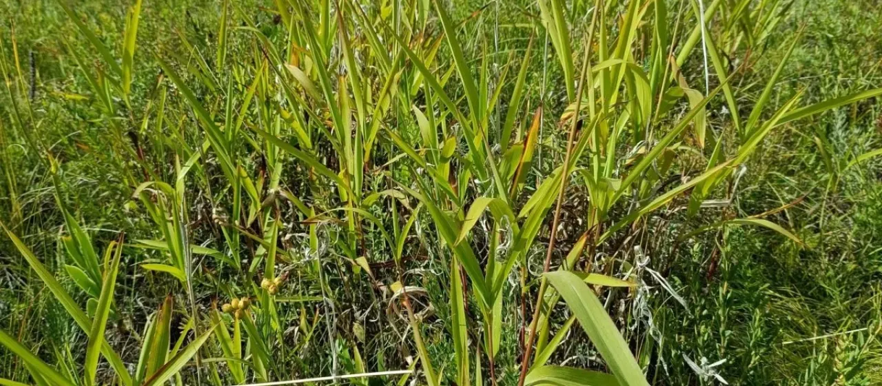 Spodiopogon