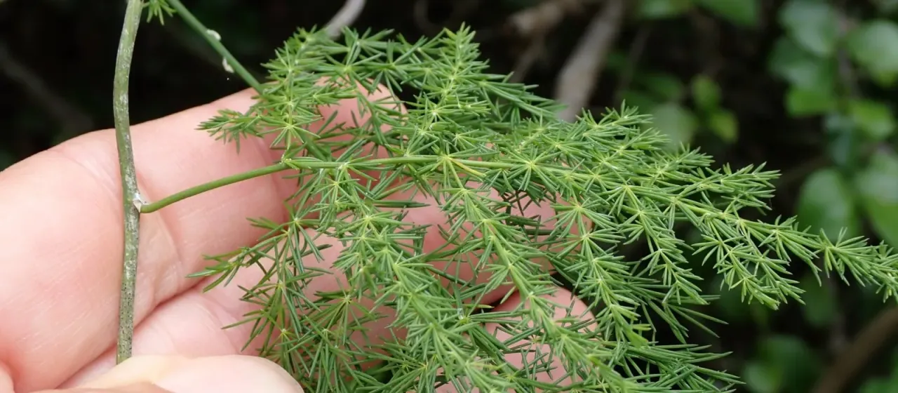 Common asparagus fern