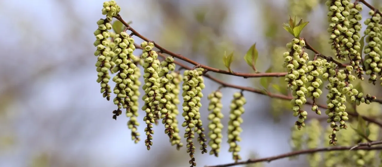 Stachyurus