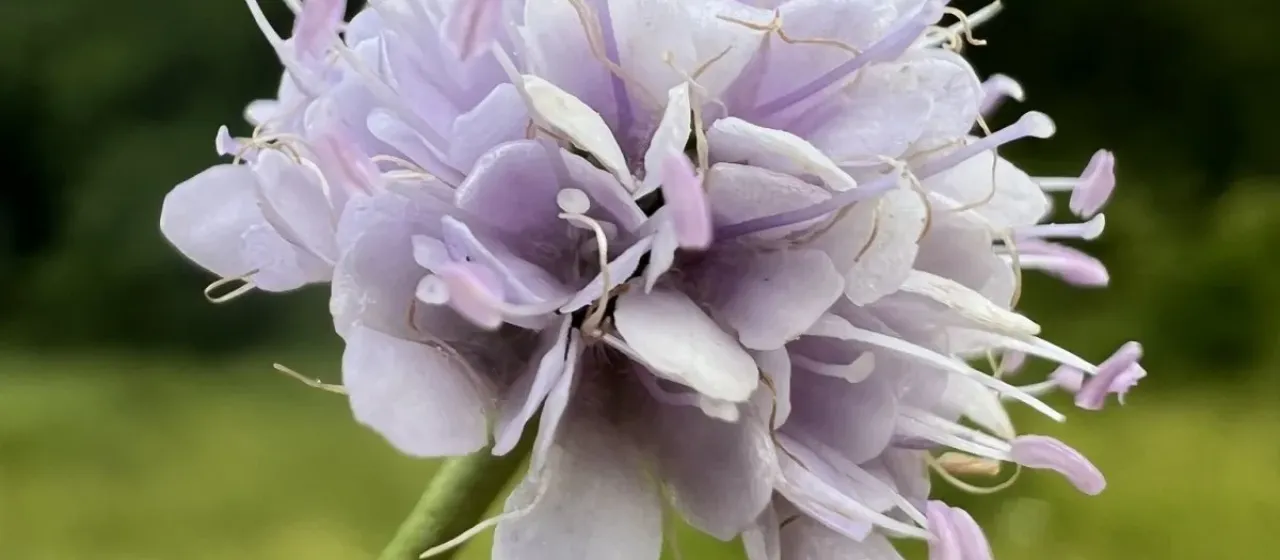 Succisella