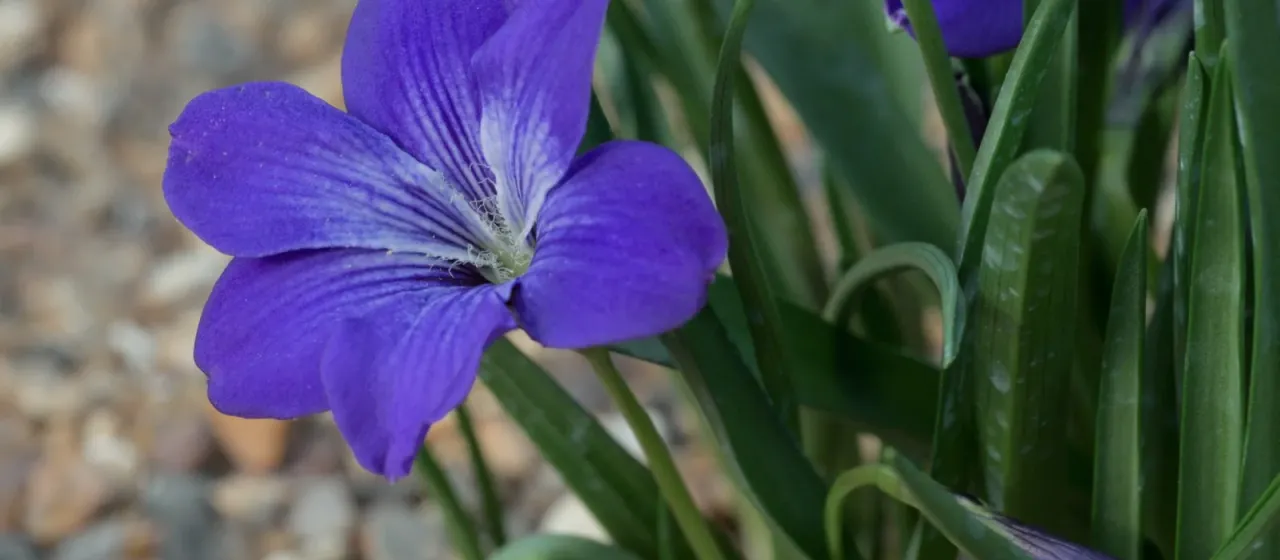 Tecophilaea