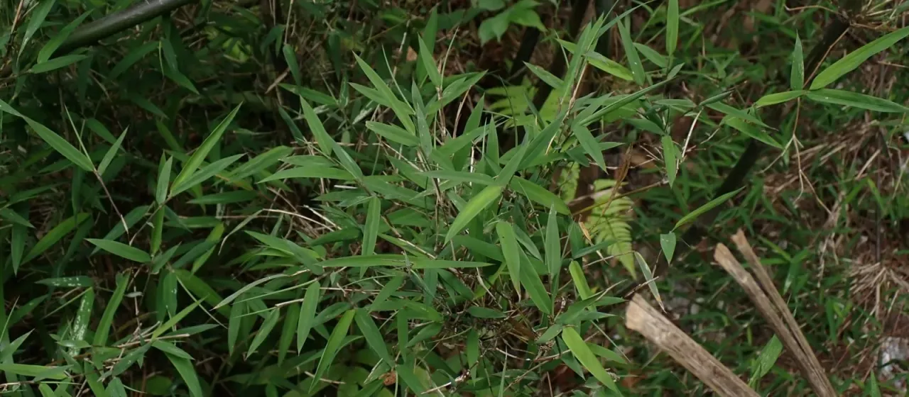Thamnocalamus