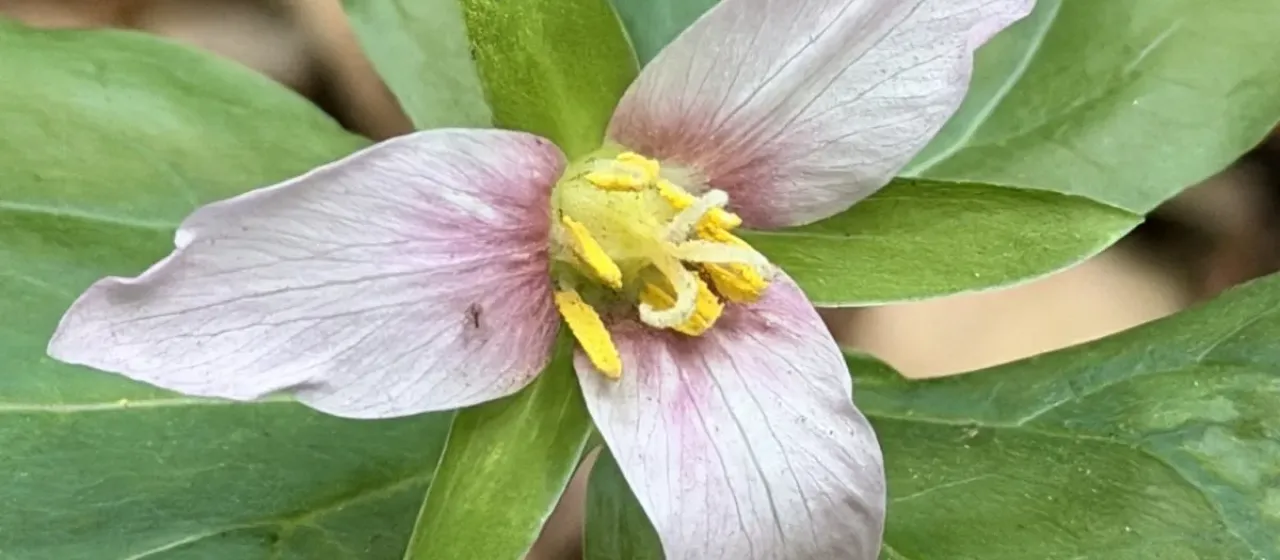 Trillium