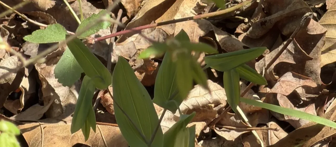Uvularia