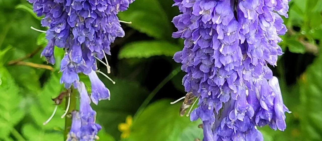 Wulfenia