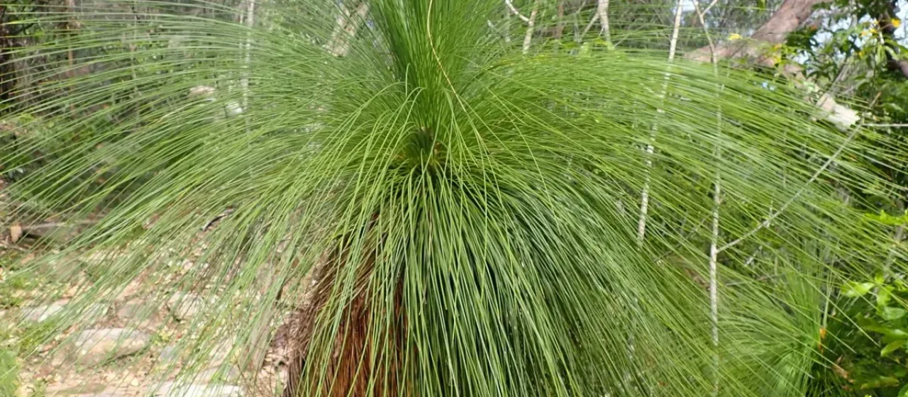 Xanthorrhoea