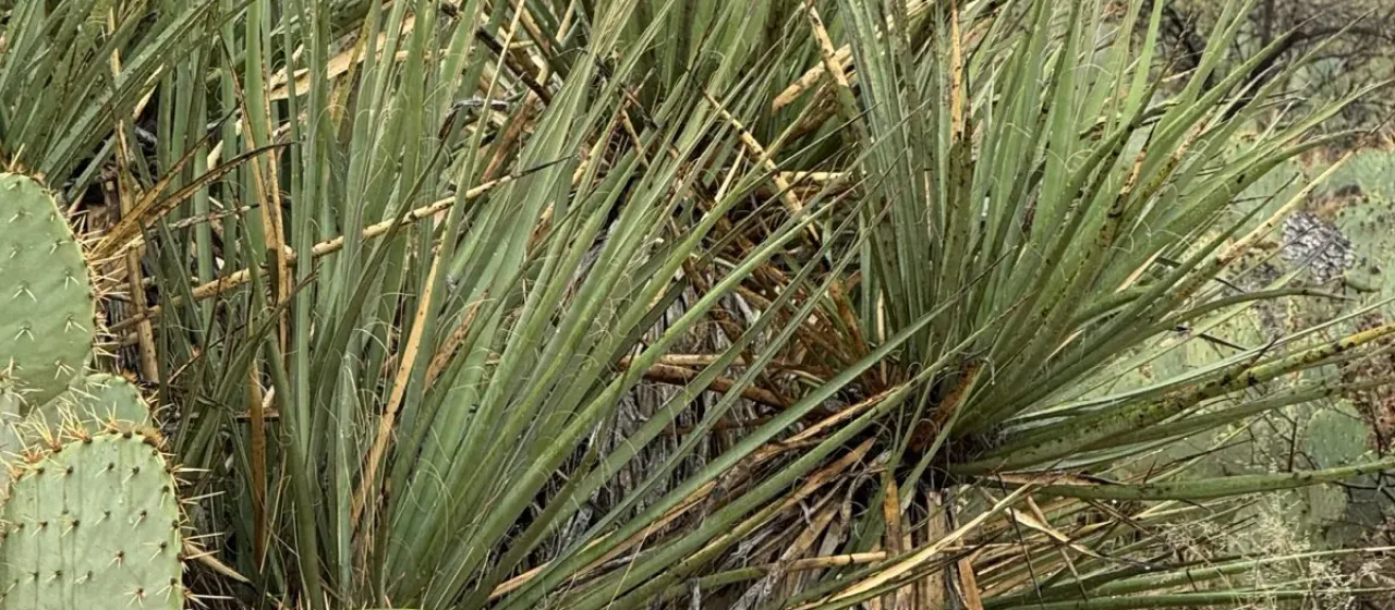 Banana yucca