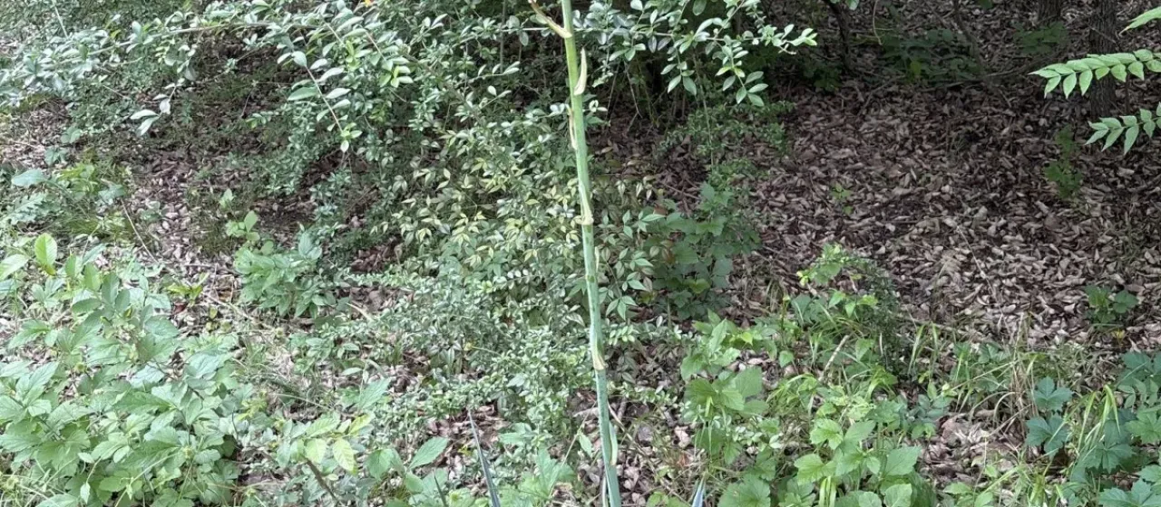 Pale yucca