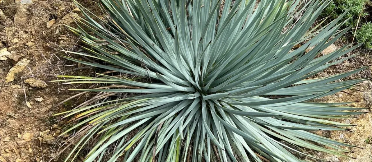 Chaparral Yucca