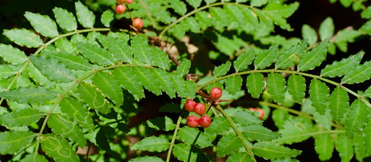 Japanese pepper