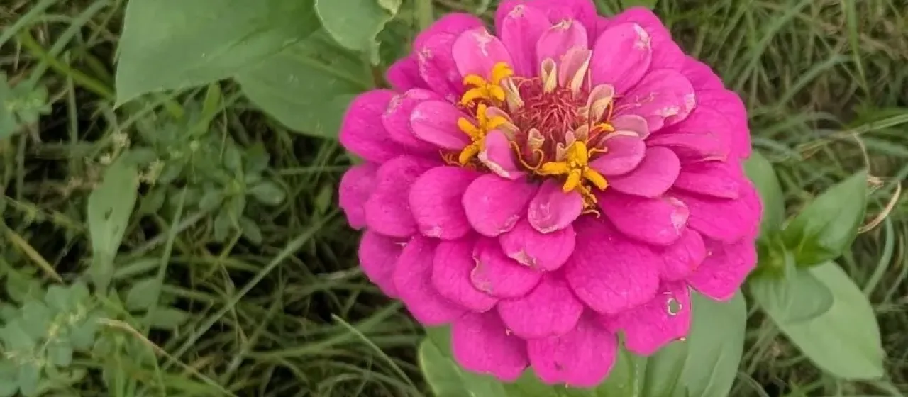 Zinnia elegans