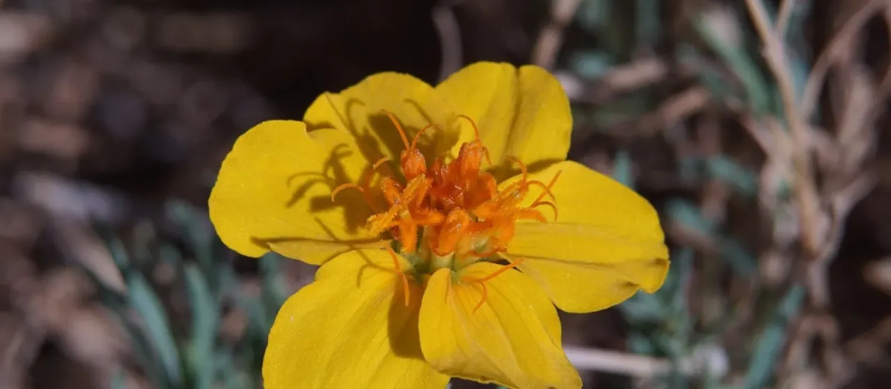 Rocky Mountain zinnia