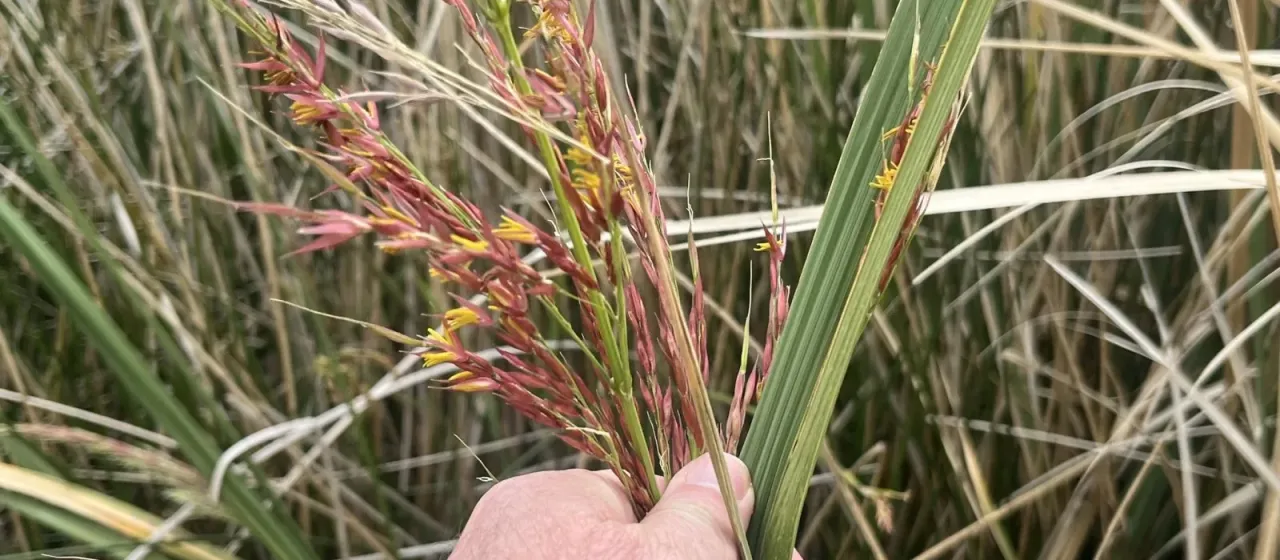 Manchurian wild rice