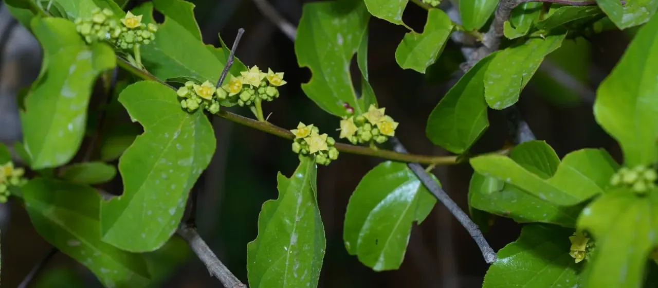 Indian Jujube