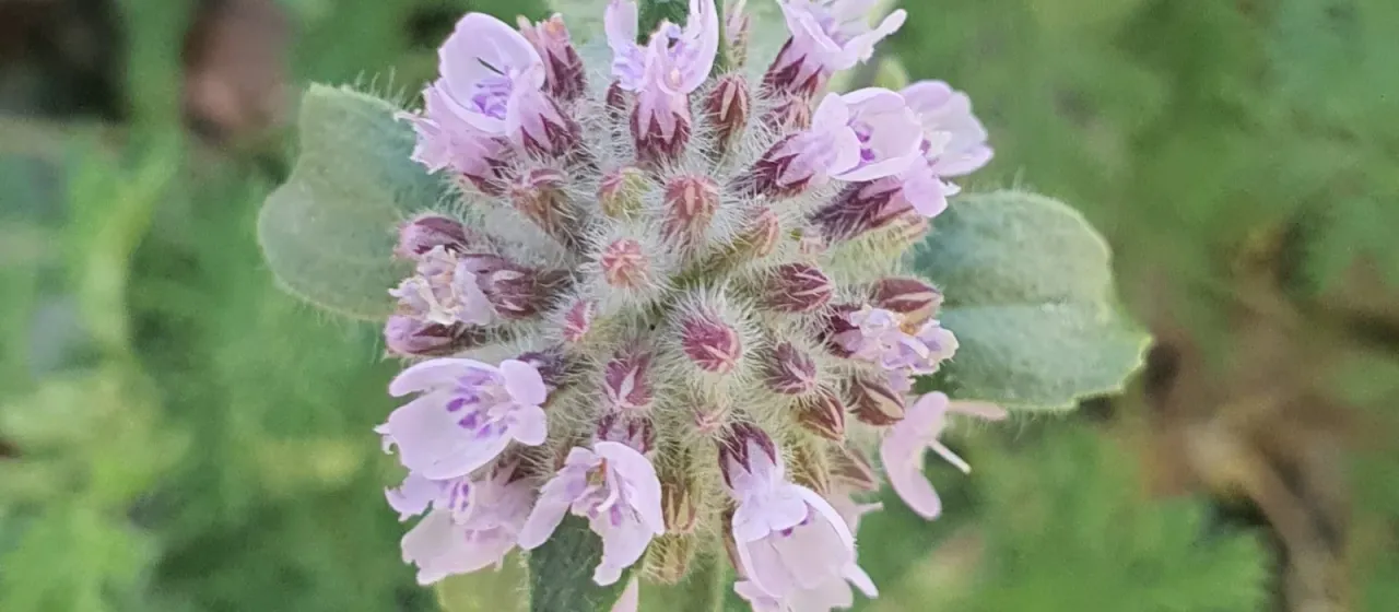 Ziziphora clinopodioides