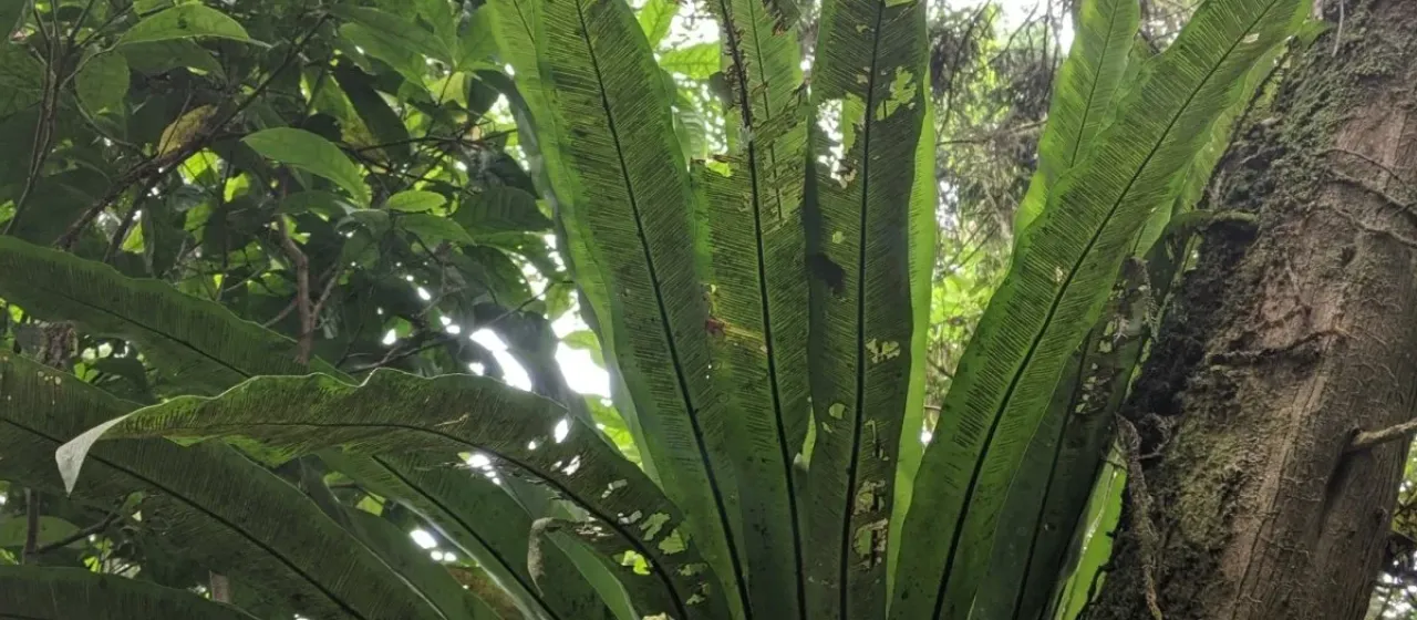 Asplenium antiquum