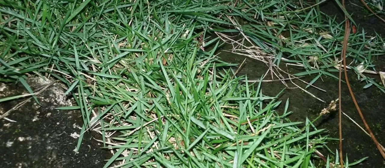 Korean velvet grass