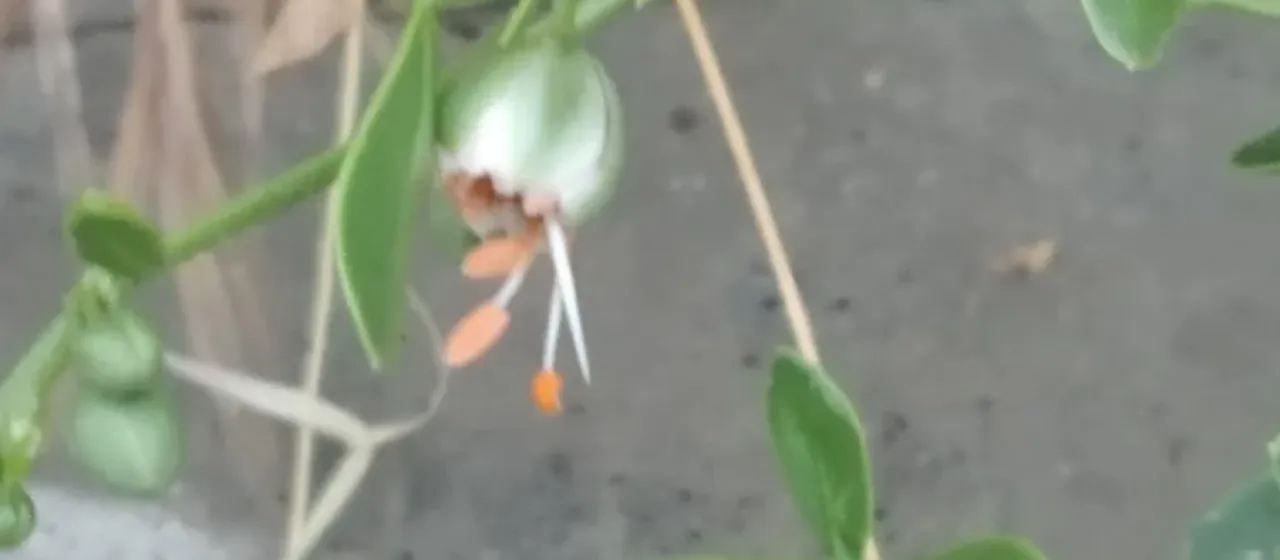 Syrian bean-caper