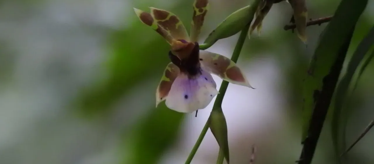 Zygopetalon