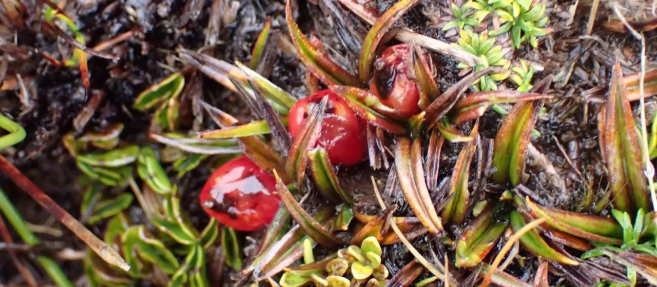 Astelia linearis