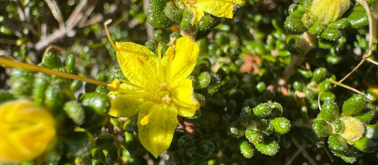 Asterolasia F. Muell.