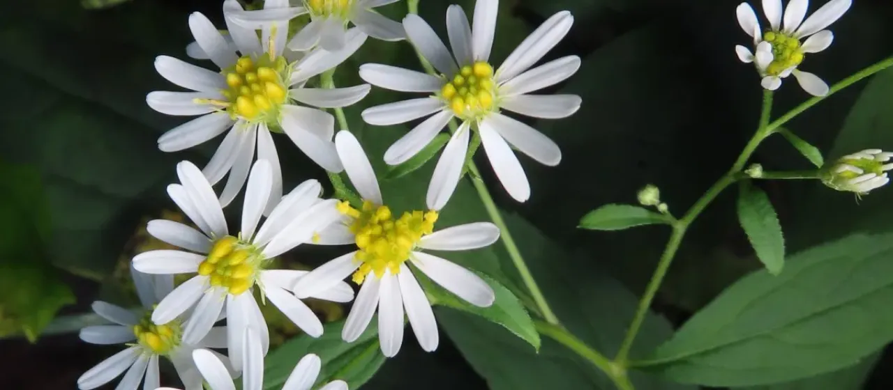 Aster ageratoides