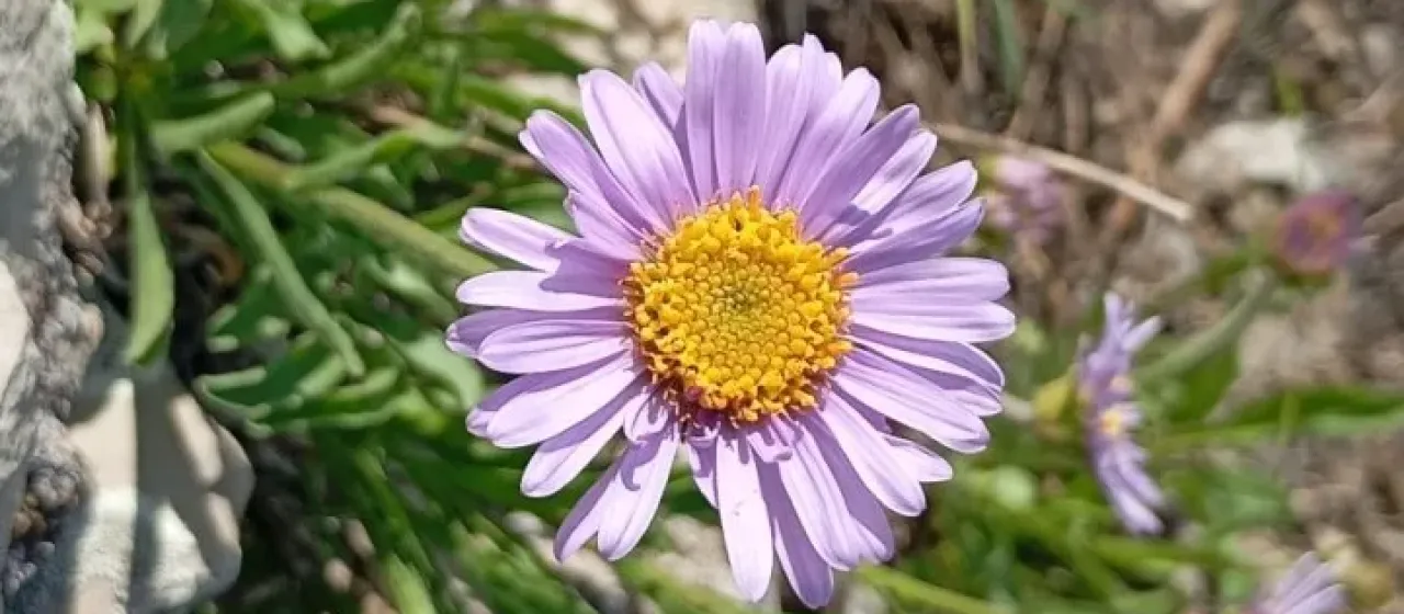 Alpine aster