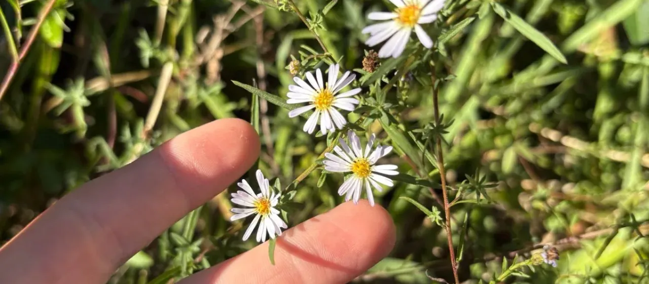 Bushy aster