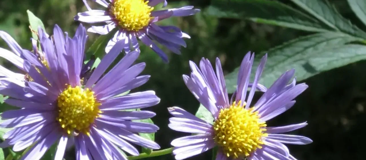 Aster maackii