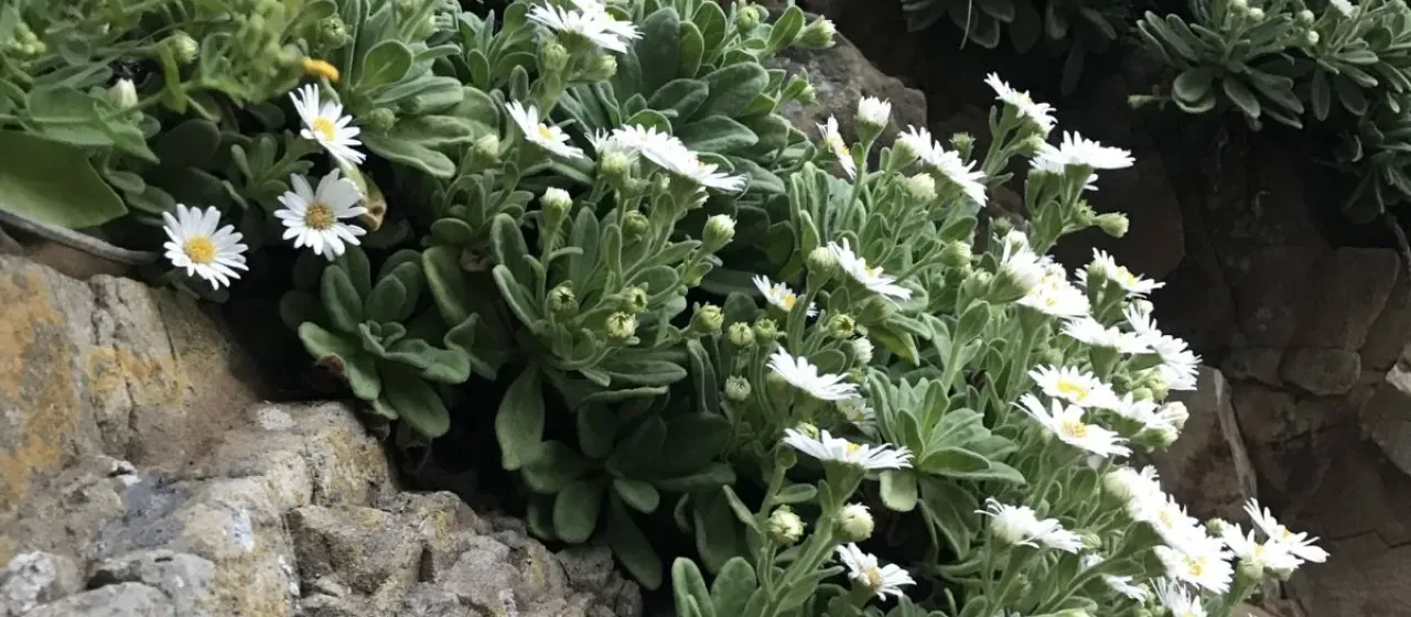 Spathulate-leaved aster