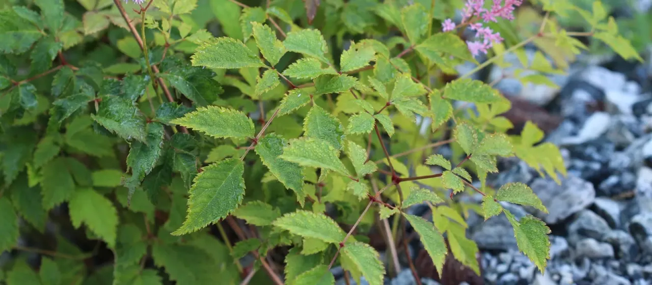 Arendsii Astilbe