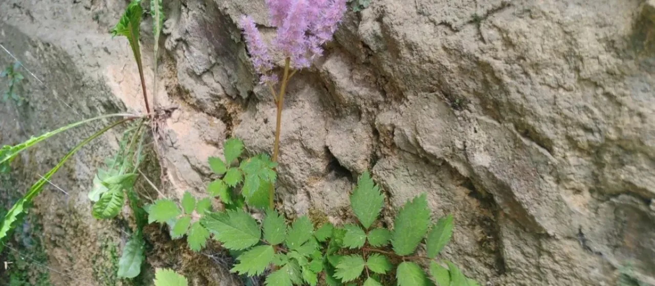 Chinese astilbe
