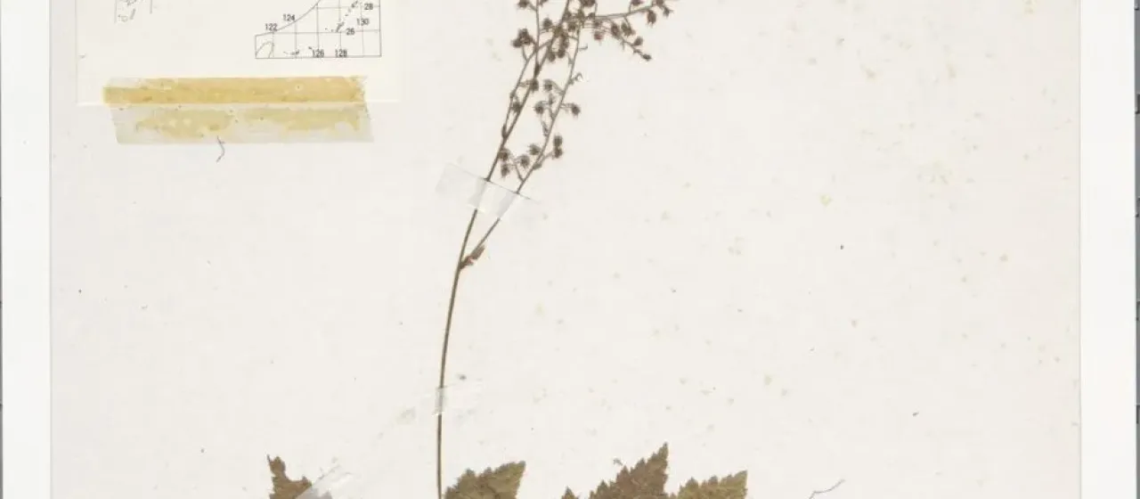 Astilbe simplicifolia