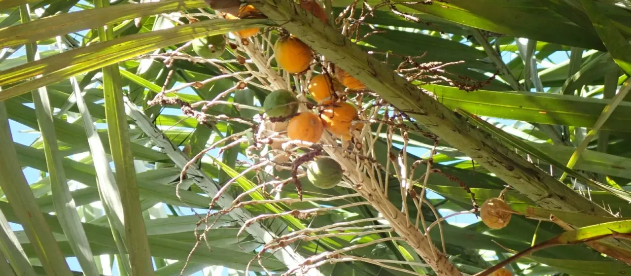 Tucum palm