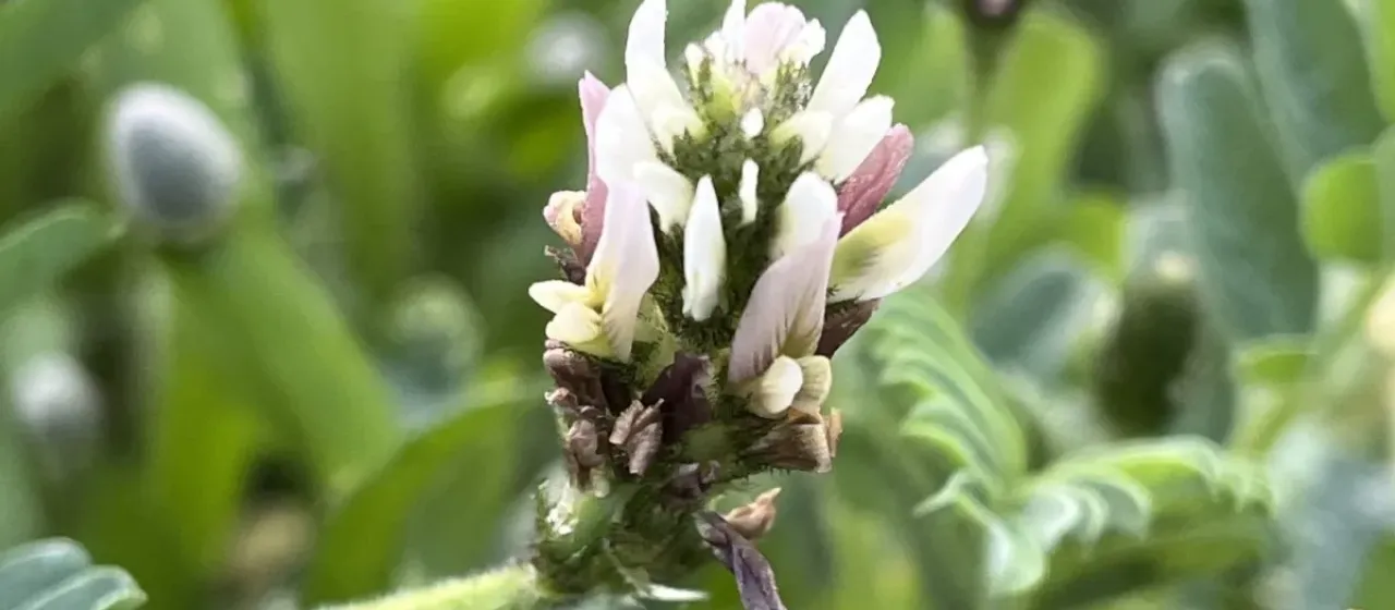 Astragalus boeticus