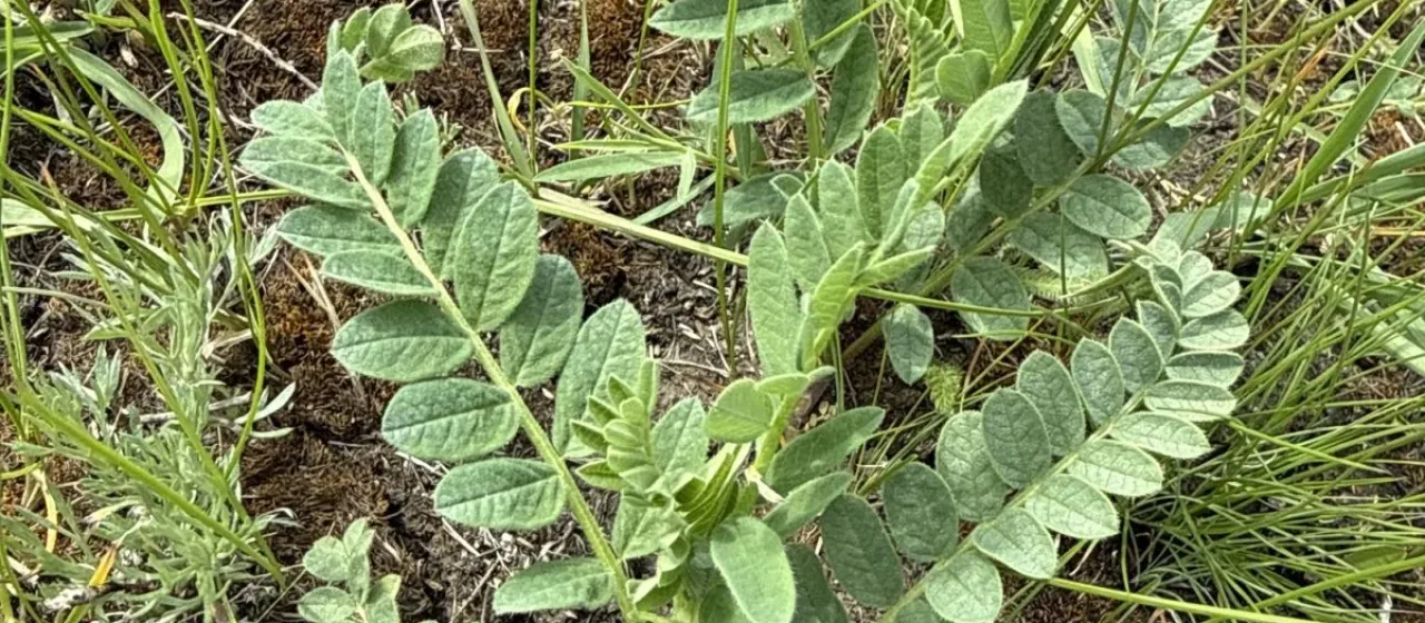 Chickpea milkvetch
