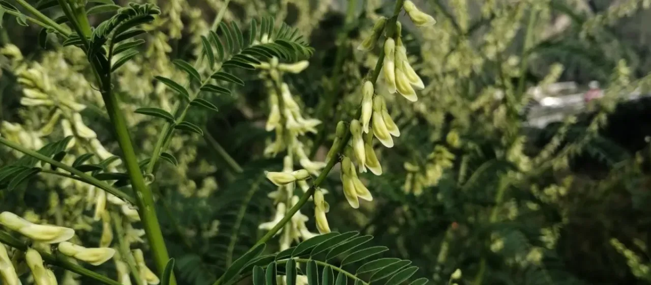 Goat's rue milkvetch
