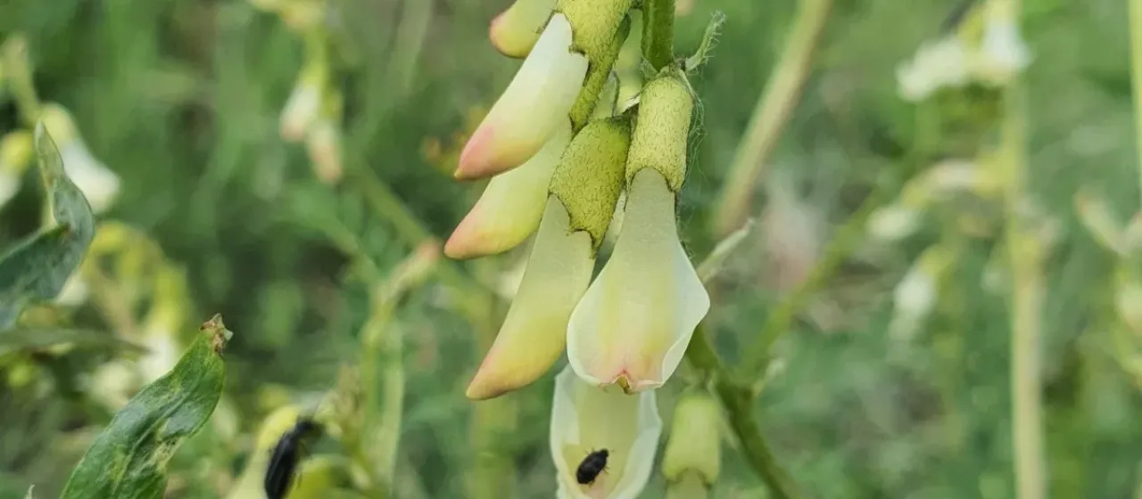 Astragalus membranaceus