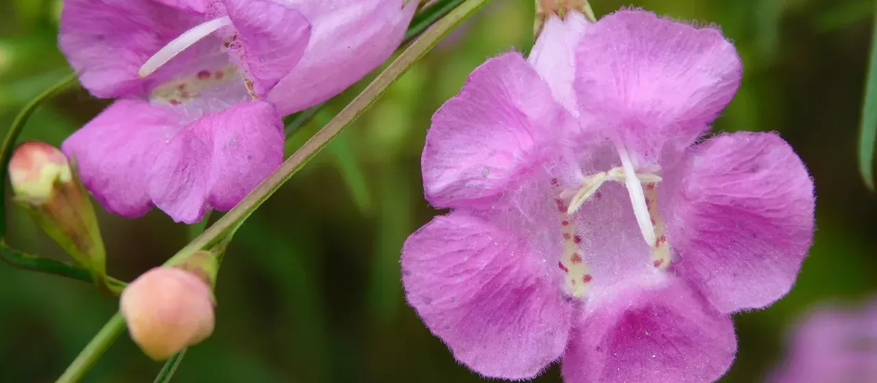 Beach false foxglove