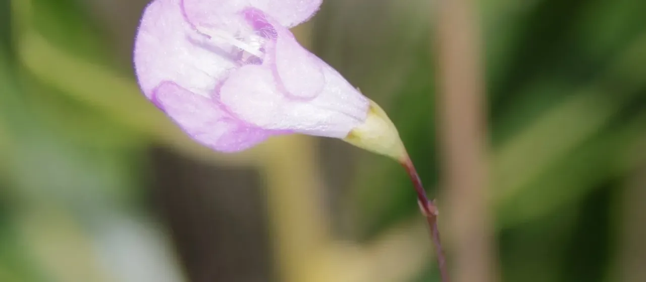 Thread-stalk false foxglove