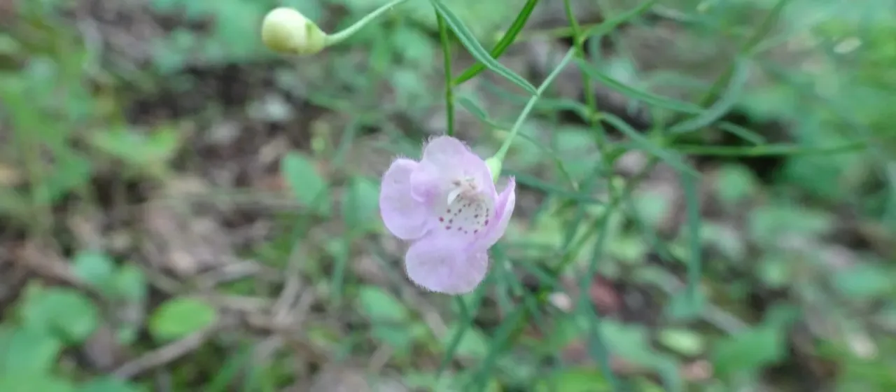 Gattinger's false foxglove