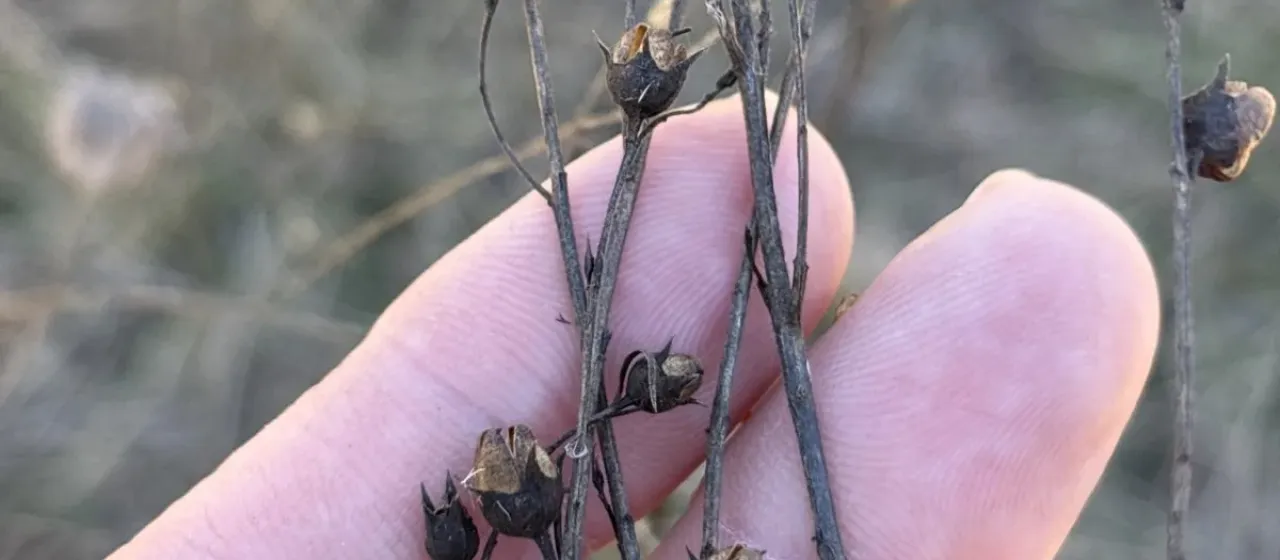 Agalinis heterophylla