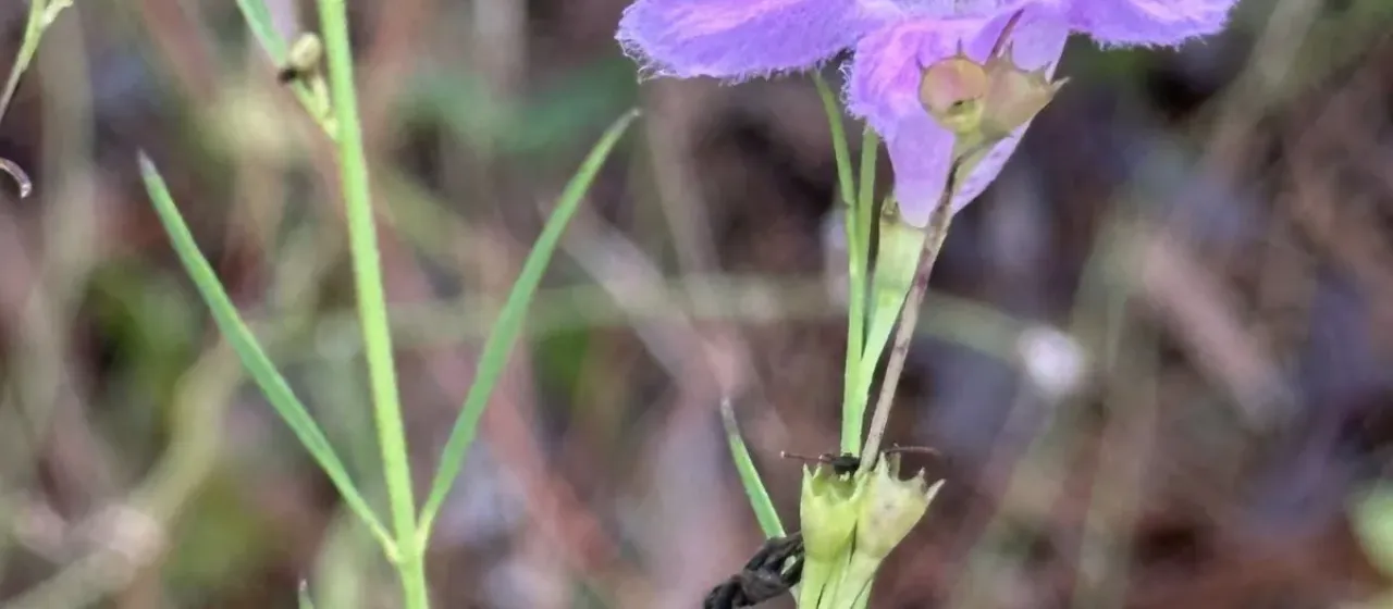 Agalinis linifolia