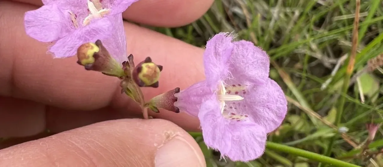 Saltmarsh false foxglove
