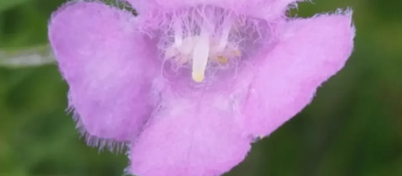 Agalinis obtusifolia
