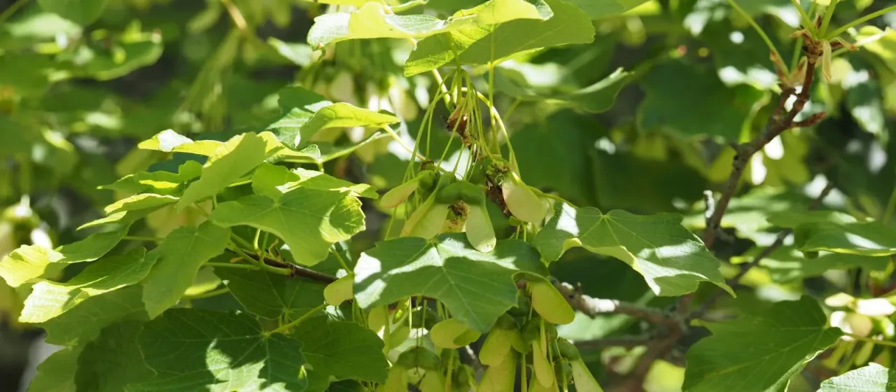 Italian maple