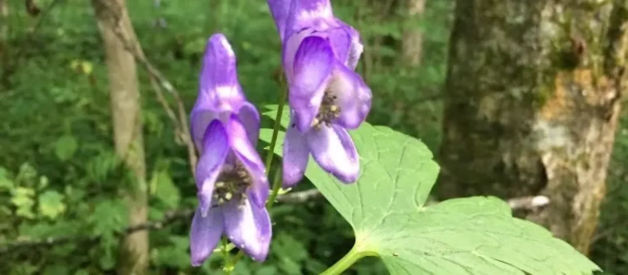 Japanese Aconite