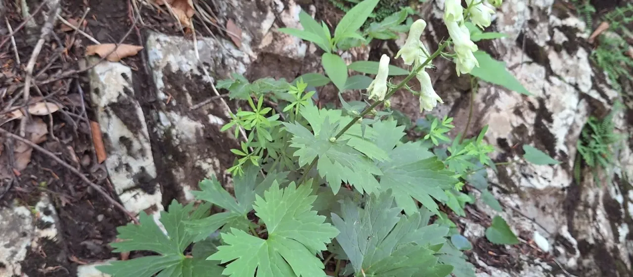 Wolfsbane